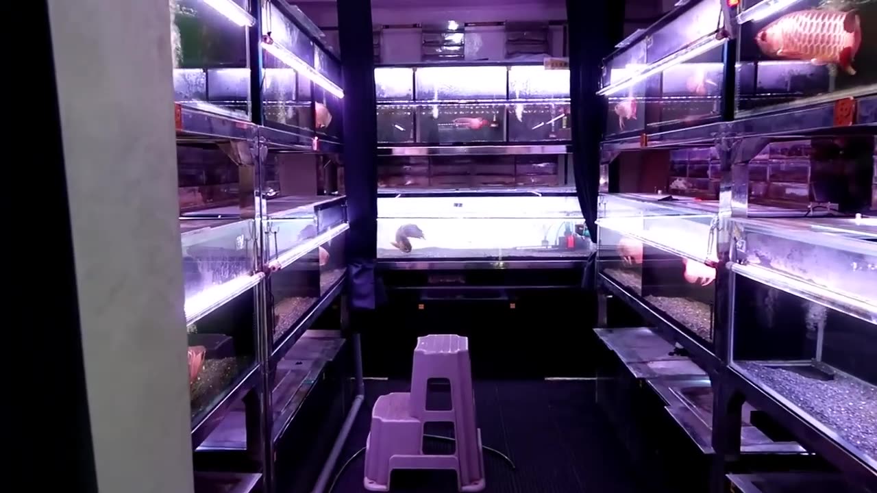 【龍爵士】參觀 龍爵士