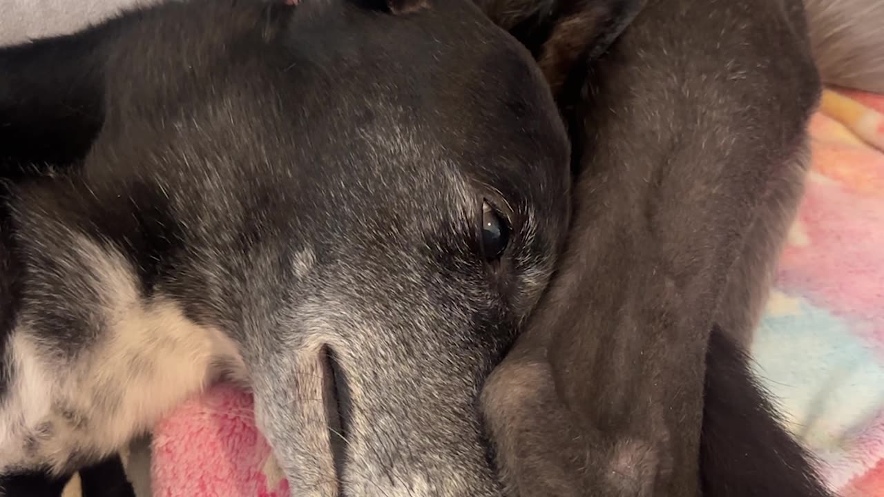 Head Massage While Trying to Sleep