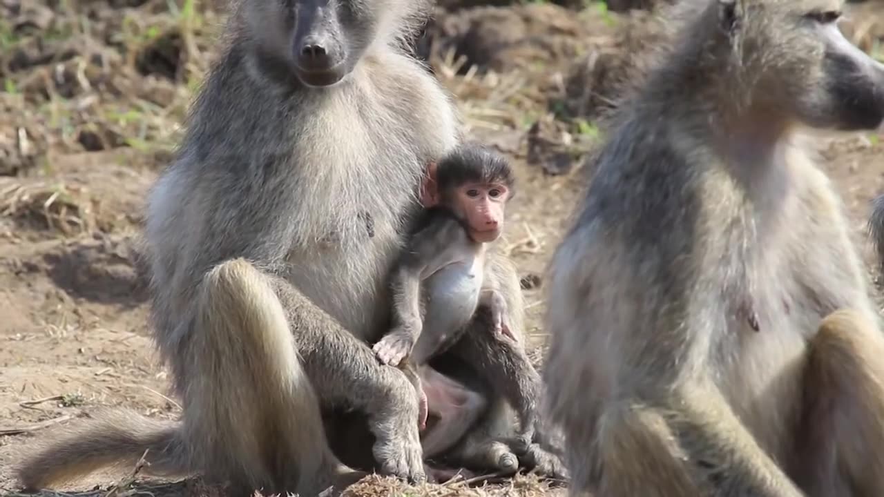 Baboon baby Videos
