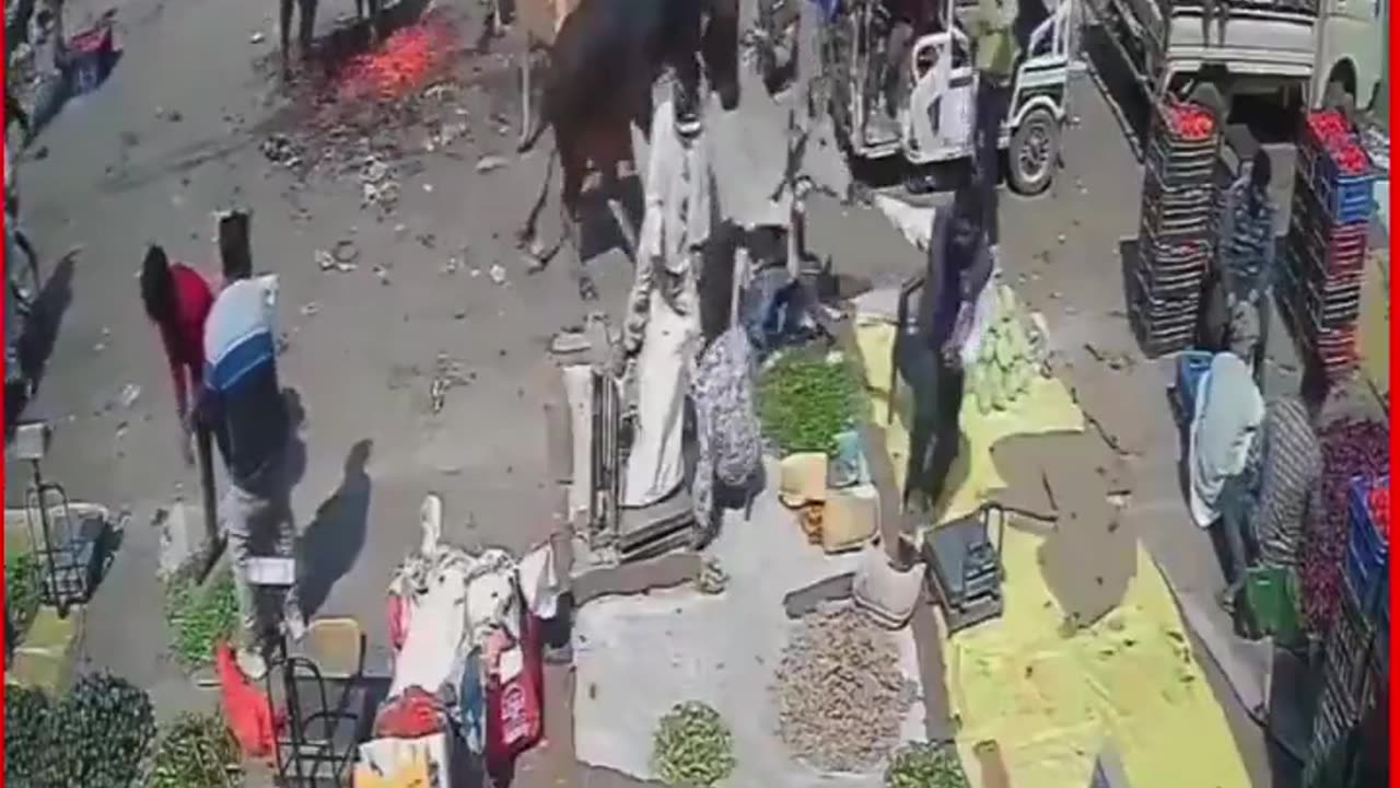 Tragic Incident: Farmer Dies in Bull Fight in Lakhimpur Kheri, UP 🐂⚠️