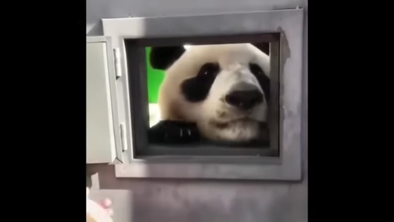 Panda very cyut moments fanny video