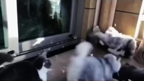 Most funny cat videos