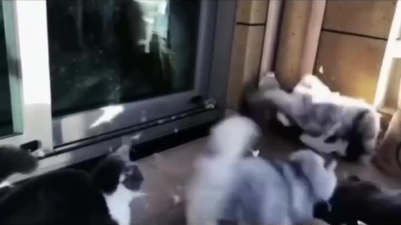 Most funny cat videos