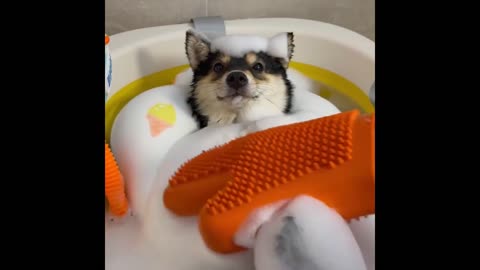 "Full Pet SPA Process: Ultimate Relaxation for Your Furry Friend!"