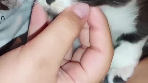 😮🐱 A Cat with Polycoria! | FeedMyCuriosity