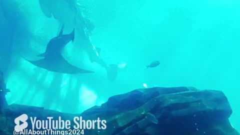 Whale Shark (The Georgia Aquarium) #georgiaaquarium #aquarium #ocean #film