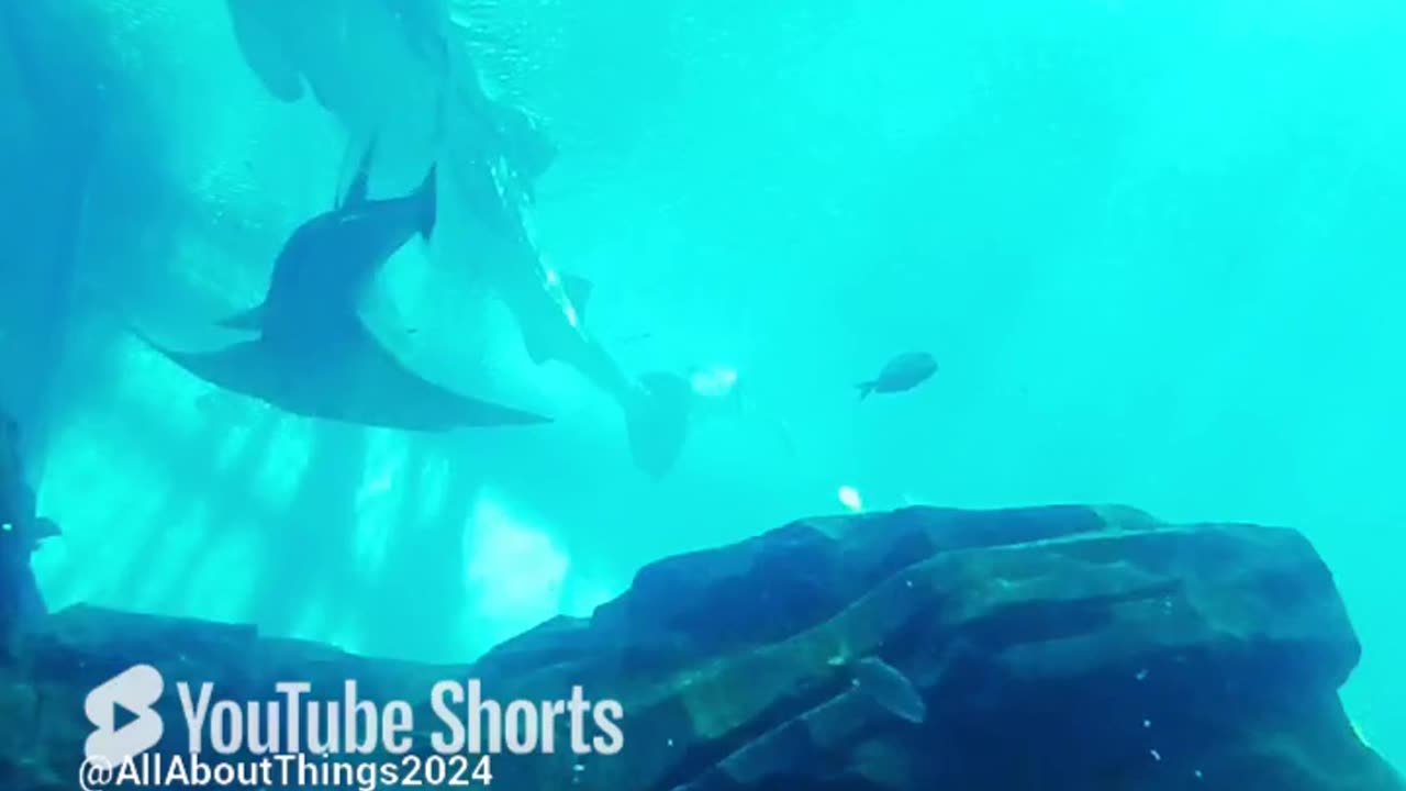 Whale Shark (The Georgia Aquarium) #georgiaaquarium #aquarium #ocean #film