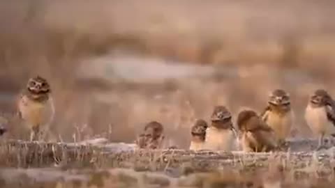 Fact: Burrowing Owls have the best sneaking skills