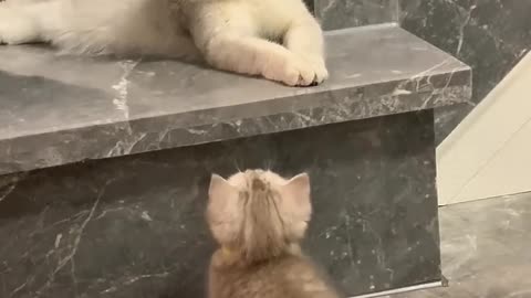 Mother cat and kitten