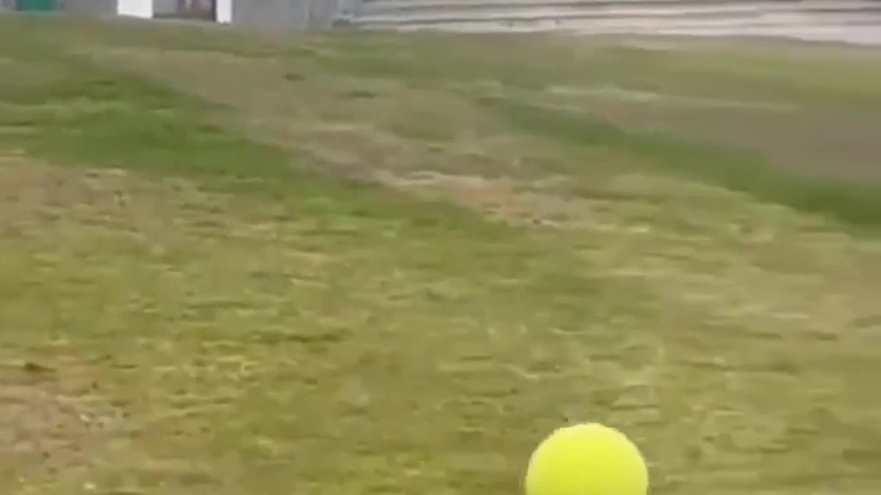 🐶 Mind Blown This Pupper Got Impressive Skills! | FeedMyCuriosity