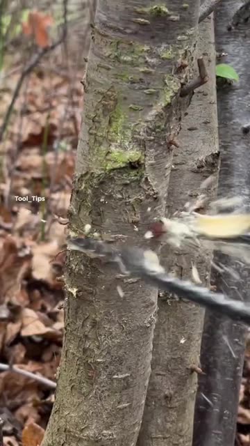 Power Drill Bit Boring into Tree Trunk