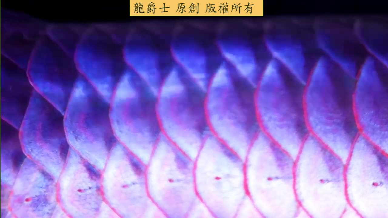 【龍爵士】我們的龍魚 高畫質