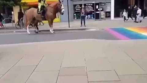 Homophobic horses.