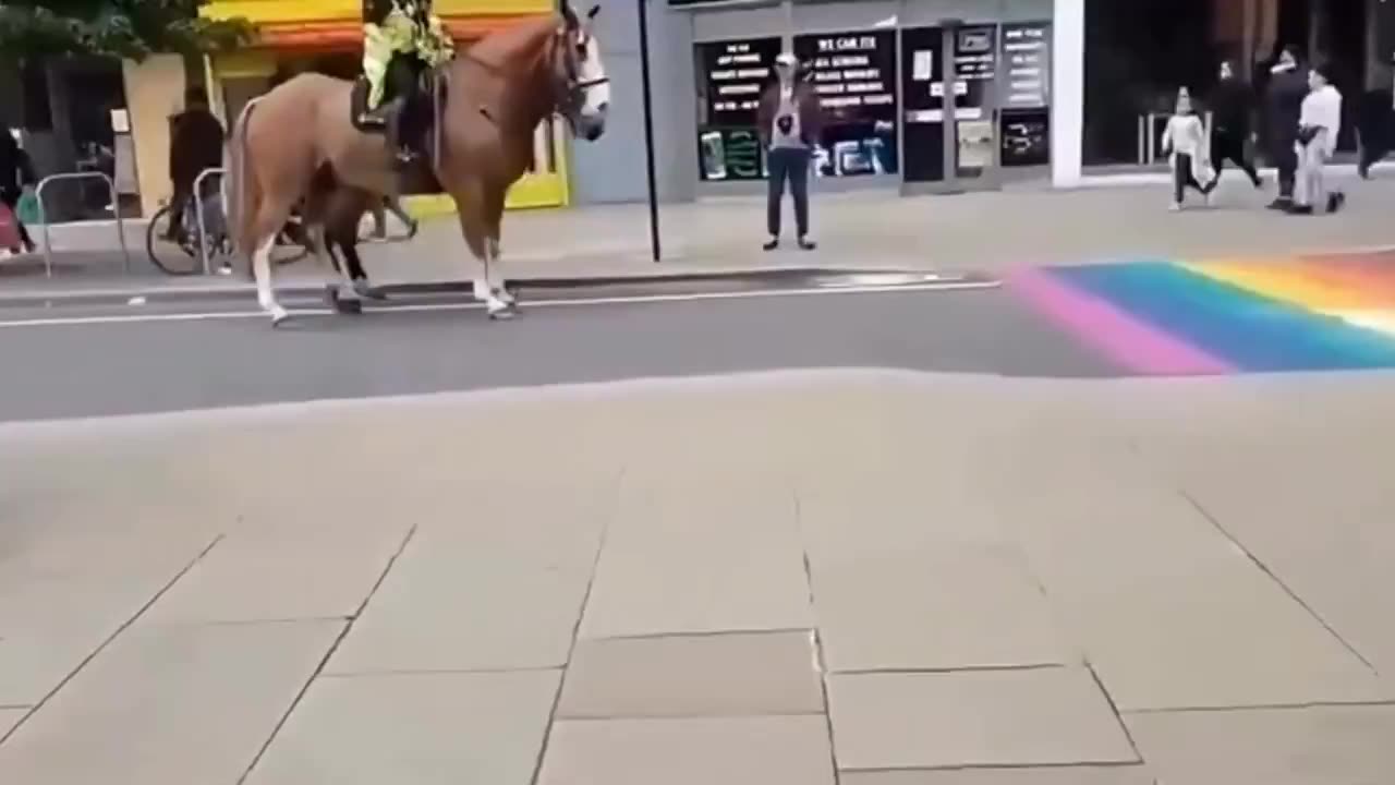 Homophobic horses.