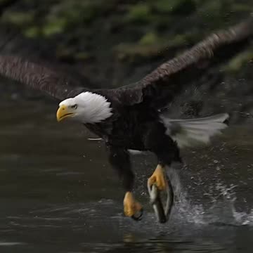 Biggest guilt || Eagle 🦅 Attitude || True lines || Motivational Status #shorts #motivationalquotes