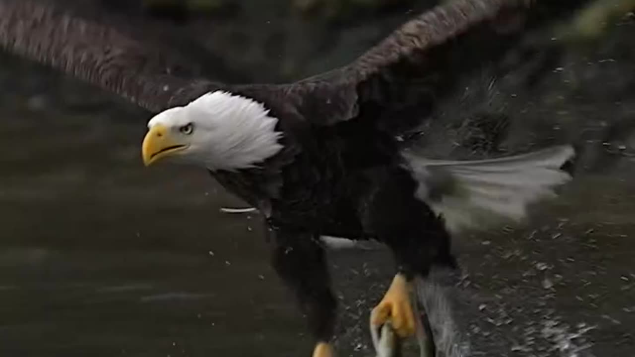 Biggest guilt || Eagle 🦅 Attitude || True lines || Motivational Status #shorts #motivationalquotes