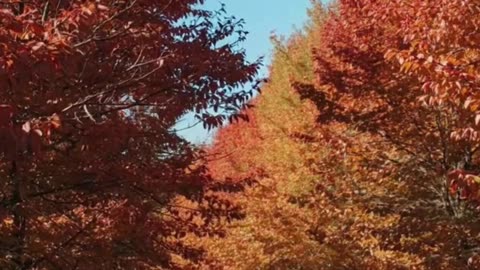 5 Tips for a Healthy Lifestyle to Boost Positive Thinking