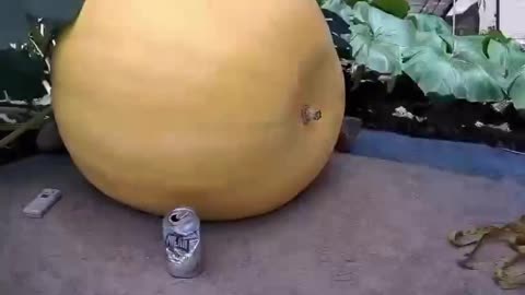 Giant pumpkin