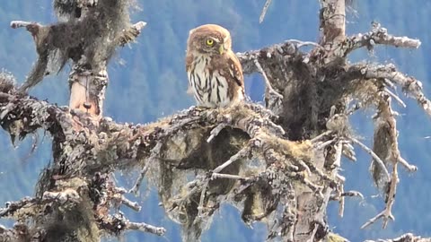 Sassy Owl