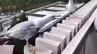 😂👀 The One That Cracked Everyone Up! | FunFM