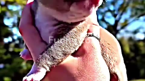 Pit Bull Transformation 💀☠️