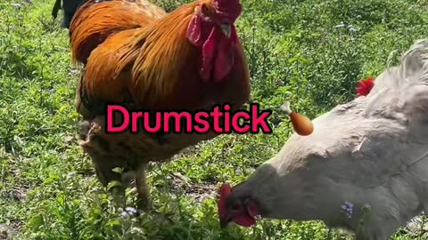 These hens and their dirty minds