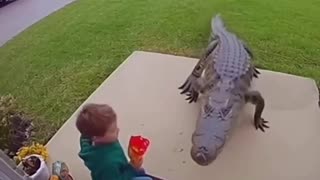 😂🦊 You Won't Believe What Happens When He Tries to Feed the Fox! | FunFM