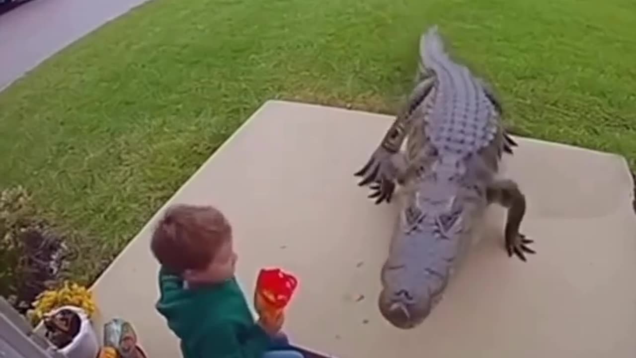 😂🦊 You Won't Believe What Happens When He Tries to Feed the Fox! | FunFM