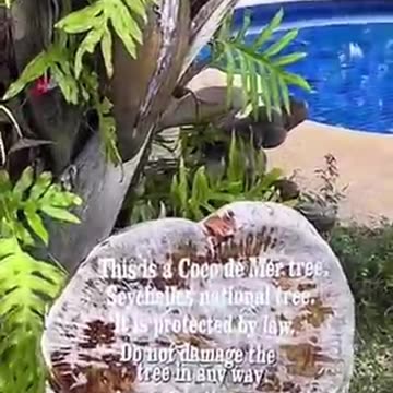 The Forbidden Coconut? The World's Most Mysterious Seed!