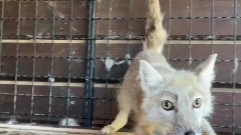 😊 🥰#Hermoso 🦊#Zorrito 🥰Muy 🦦#Juguetón 😍Coqueto.👍🏻