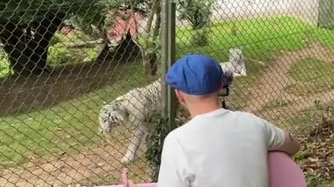 🧠🎶 Watch How Different Animals React To Music! | FeedMyCuriosity