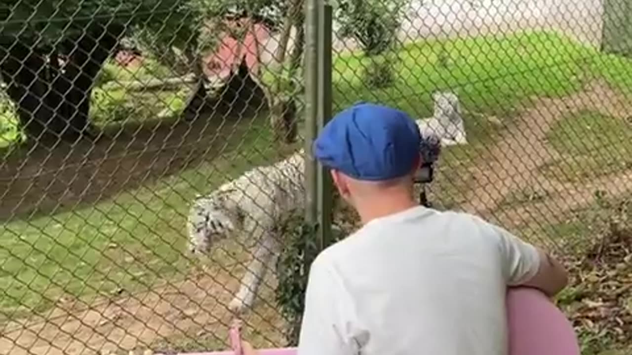 🧠🎶 Watch How Different Animals React To Music! | FeedMyCuriosity