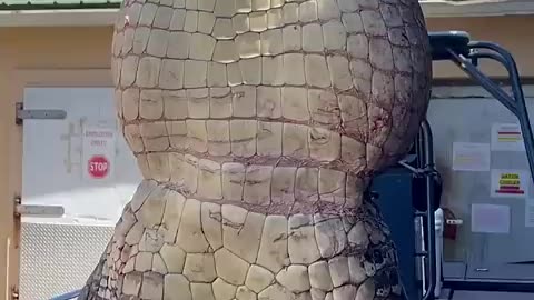 Trending: GIANT Gator! #florida #gatorhunting #viral #viralshort #viralvideo #vi