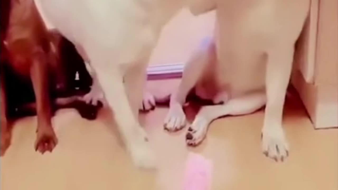 “Dogs Bark, Cats Attack… But It’s Hilarious! 🐕😹”