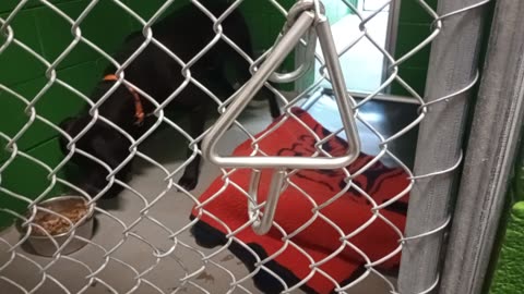 Bentley 4y Pet Id 949935 kennel 11b HSSAZ shelter_20251121_161423724_03