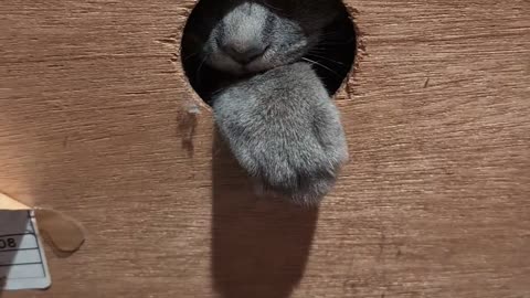 😂🐈 Cat vs. Hole: Epic Fail! | FunFM