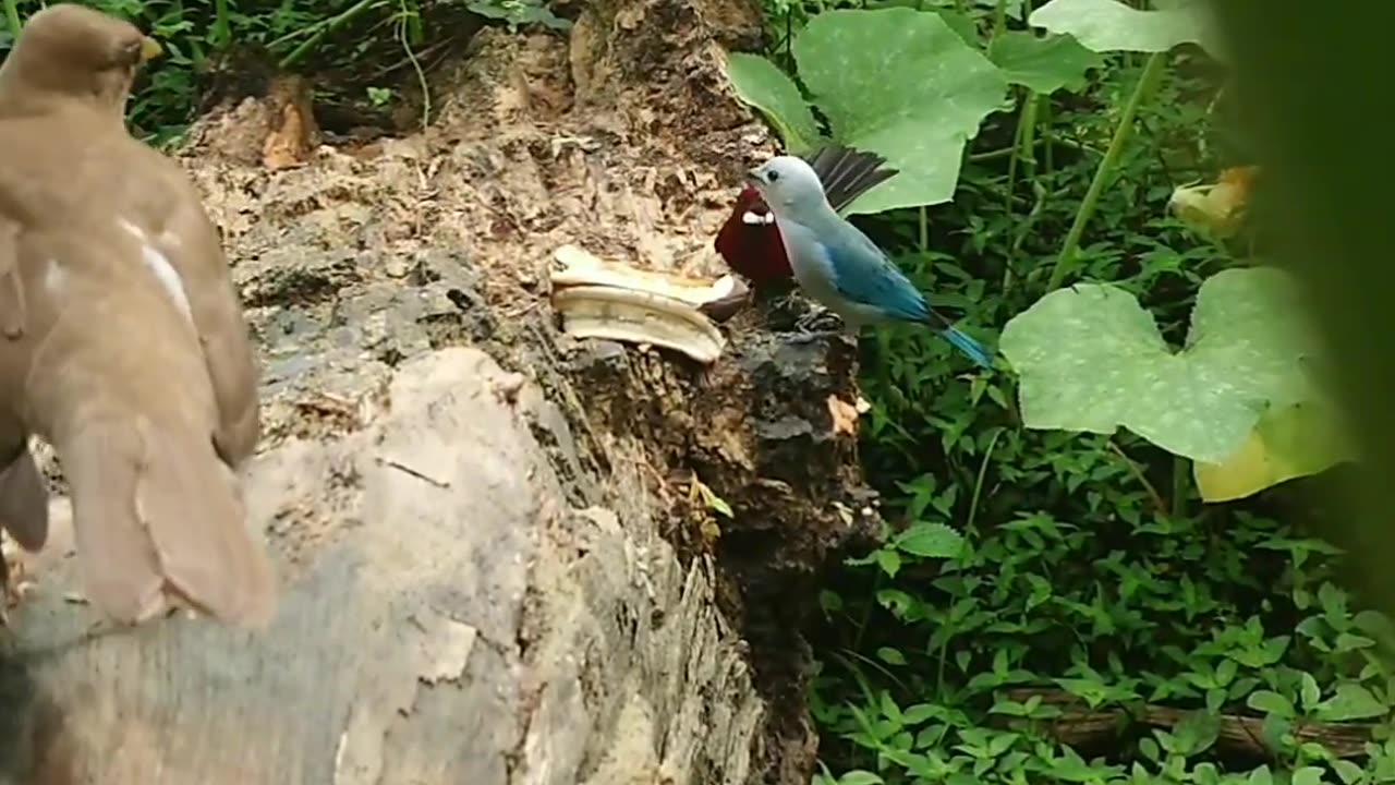 Silver-beaked Tanager vs blue-gray tanager