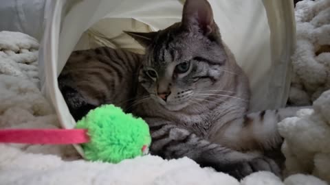 Cat Tunnel Zen: Adorable Cat Lounges in Her Favorite Spot