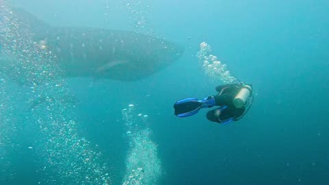Whale Shark Performs World's Largest Photo Bomb in the Galapagos Islands