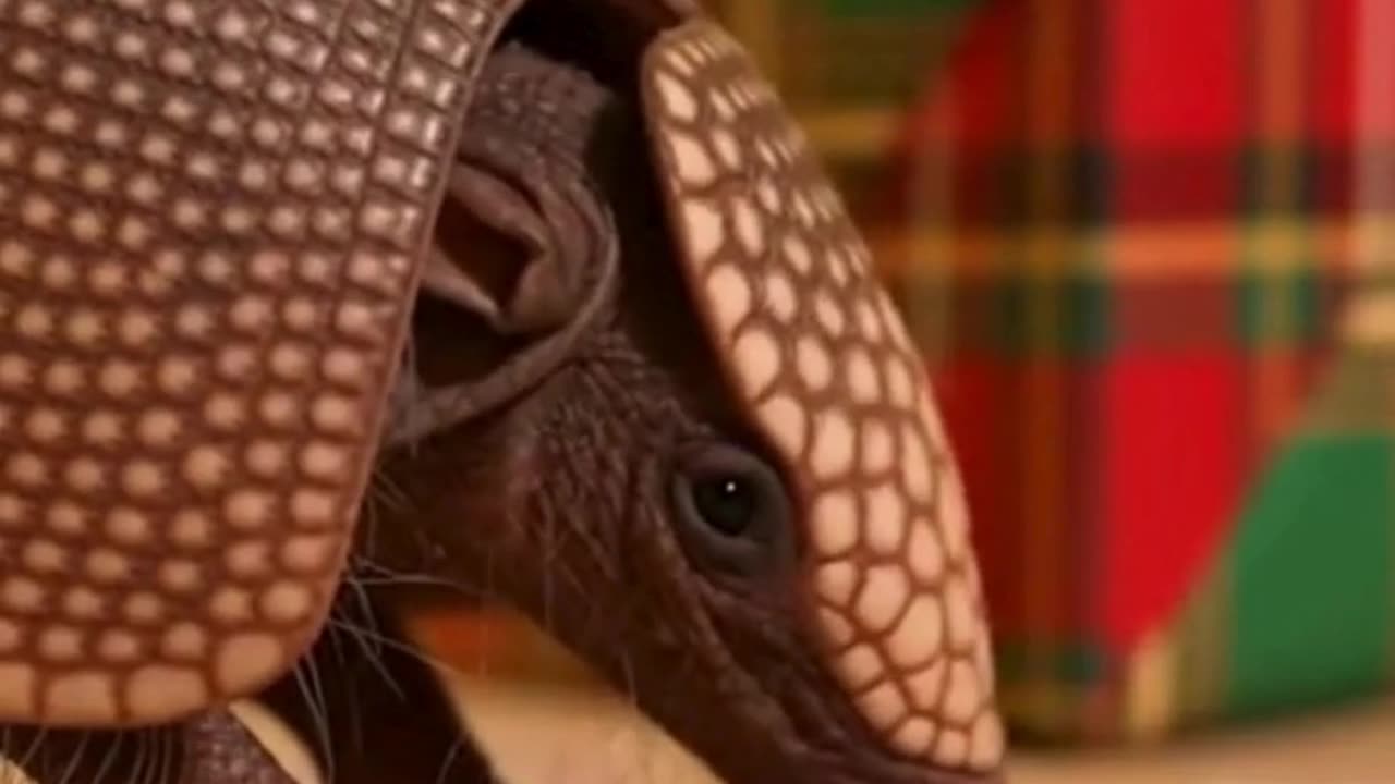 🛡️🐾 my pet “Armor”… It Failed in 3 Seconds 😂🎄