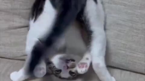 Cats are weird.. 😂