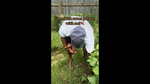Harvest sweet potatoes with me