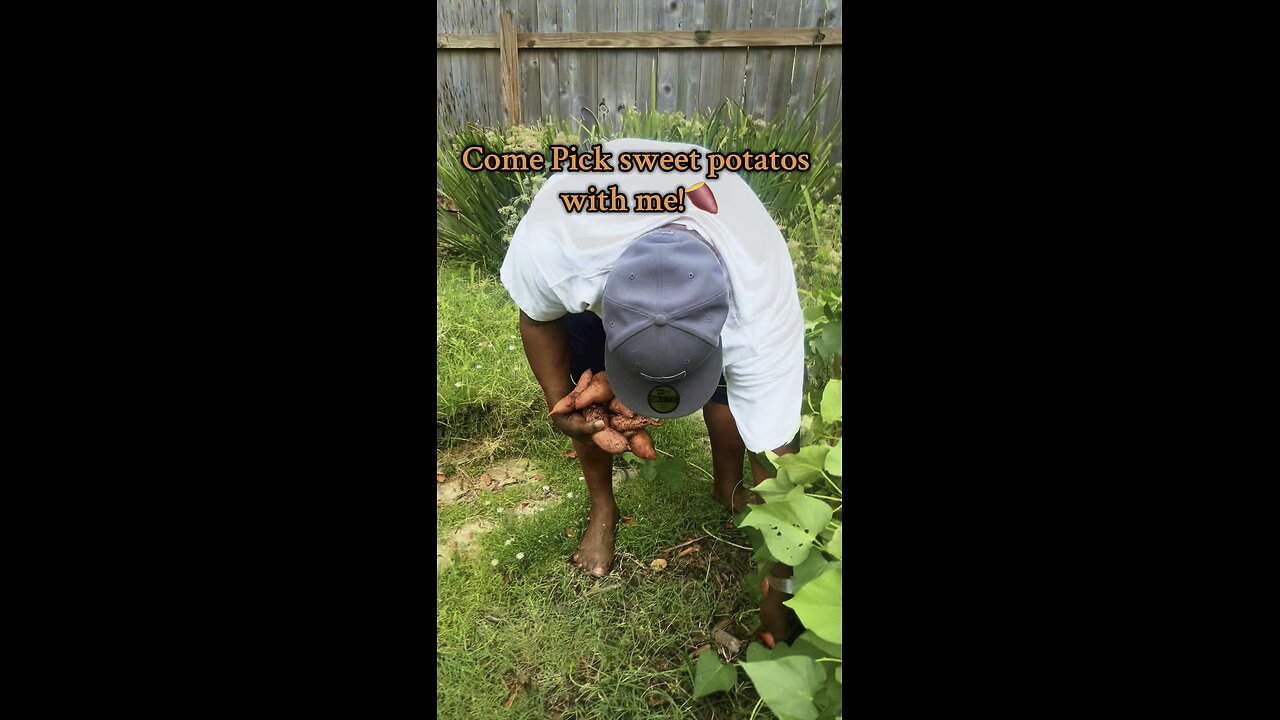 Harvest sweet potatoes with me