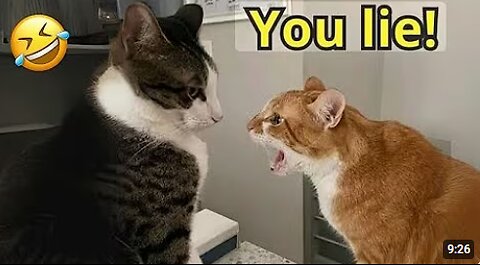 FUNNY Cats Get Into Hilarious Fights! 😹 Funny Cat Videos 2025