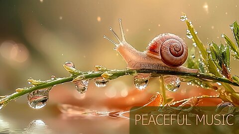 3 Hours Peaceful Music – Gentle Nature Melodies with Little Lotty for Relax, Meditation & Sleep