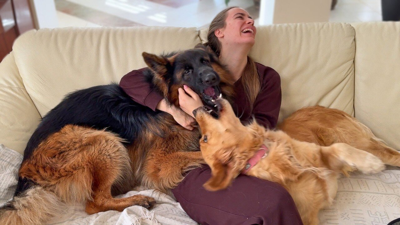 When Giant Dogs Demand Attention At The Same Time...