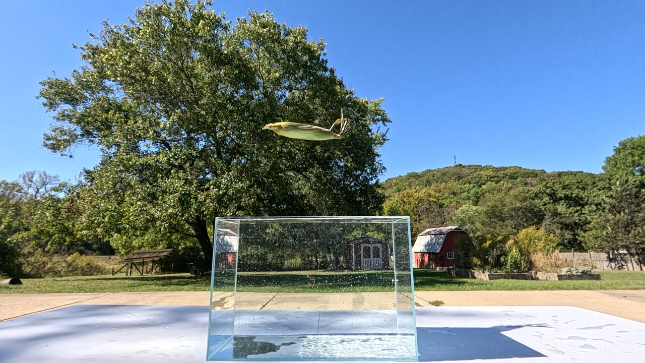 Slow Motion Corn on the Cob Drop / Splash