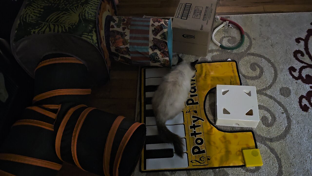 cats plating potty piano