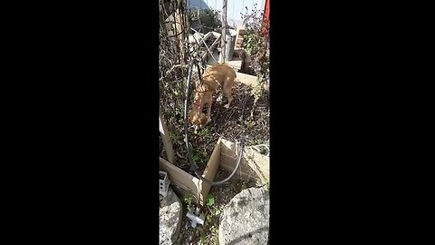 Cricket the Dog gets Caught Stealing Tomatoes from the Garden Harvest