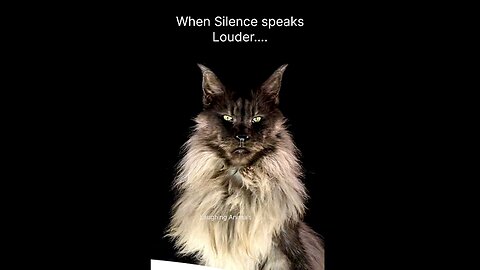 If Stares Could KiLL🤣😅Gangster cats